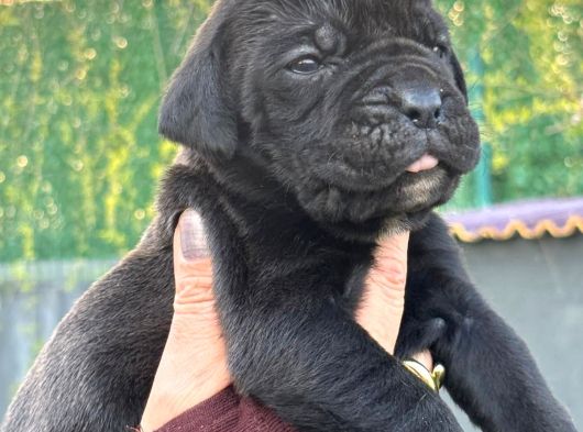 Dev Gibi Muhteşem Cane Corso Yavrularımı görsel