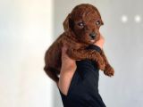 Dişi Teacup Kore Dark Redbrown Poodle yavrularım
