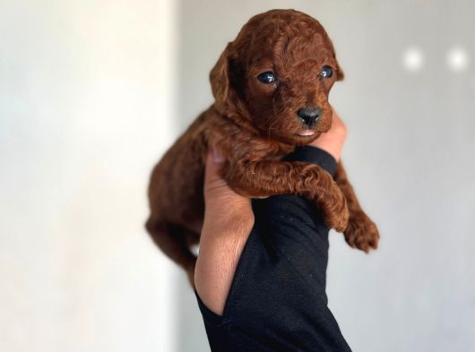 Dişi Teacup Kore Dark Redbrown Poodle Yavrularım