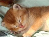 Safkan British Golden