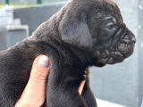Dev Gibi Muhteşem Cane Corso Yavrularımı