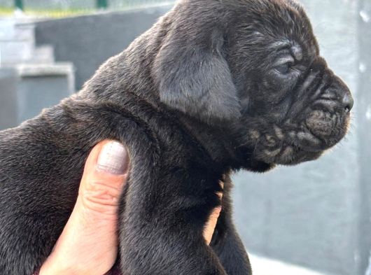 Dev Gibi Muhteşem Cane Corso Yavrularımı görsel