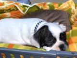 Yavru French Bulldog