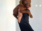 Dişi Teacup Kore Dark Redbrown Poodle Yavrularım