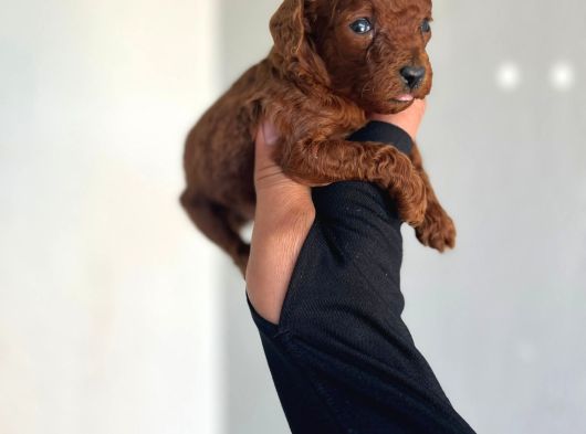 Dişi Teacup Kore Dark Redbrown Poodle Yavrularım görsel