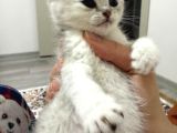 British shorthair