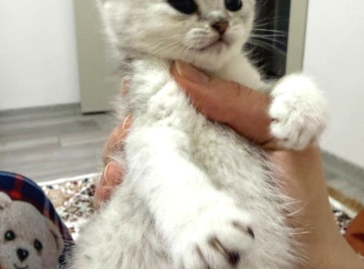 British Shorthair