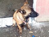 Malinois