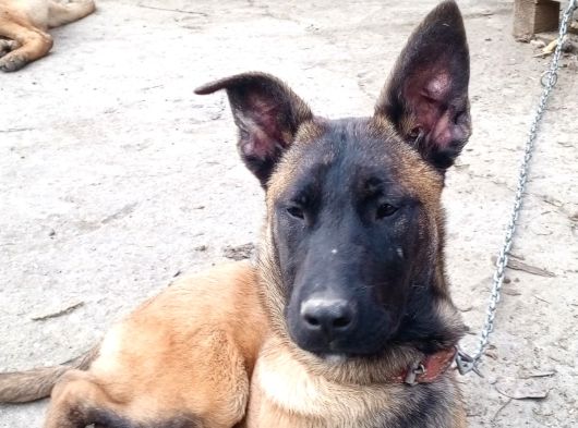 Malinois görsel