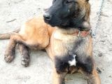 Malinois