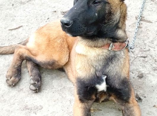 Malinois