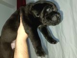 Safkan Cane Corso Son Erkek