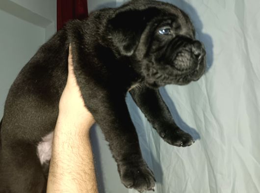 Safkan Cane Corso Son Erkek görsel