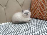 BRTİSH SHORTHAİR BLUE POİNT