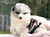 Blue merle border collie yavrular