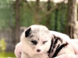 Blue Merle Border Collie Yavrular