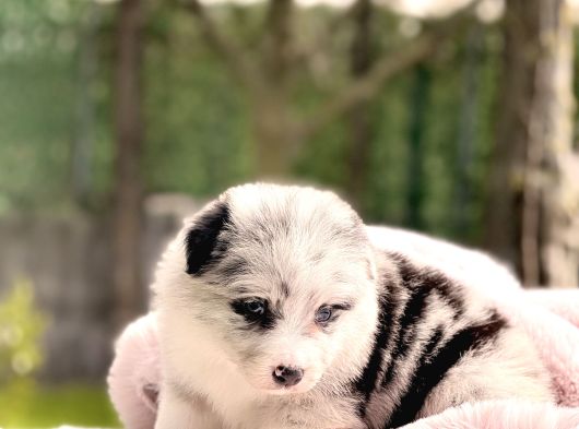 Blue Merle Border Collie Yavrular görsel