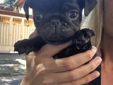 SİMSİYAH SAFKAN PUG BEBEKLER