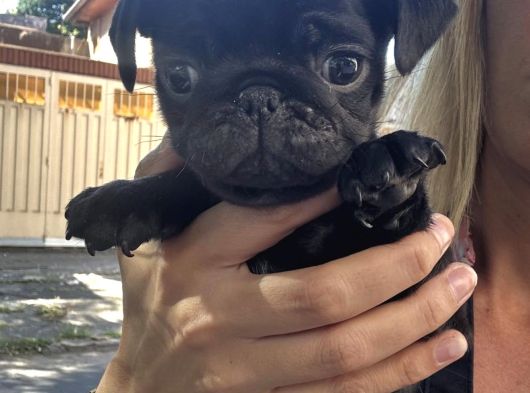 Si̇msi̇yah Safkan Pug Bebekler