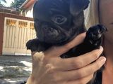 Si̇msi̇yah Safkan Pug Bebekler