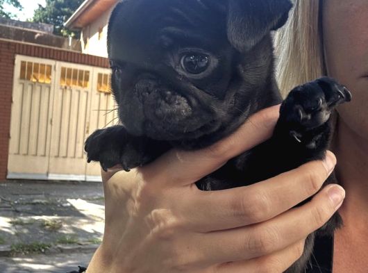 Si̇msi̇yah Safkan Pug Bebekler görsel