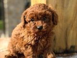 KIZIL MALTİPOO BEBEKLERİMİZ
