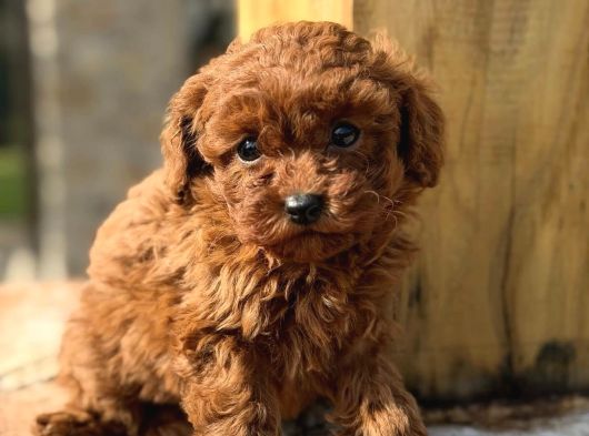 Kizil Malti̇poo Bebekleri̇mi̇z