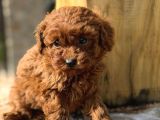 Kizil Malti̇poo Bebekleri̇mi̇z