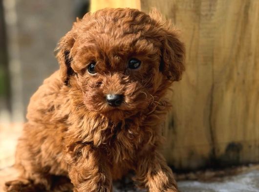 Kizil Malti̇poo Bebekleri̇mi̇z görsel