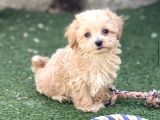 SÜTLÜ KAHVE MALTİPOO BEBEKLER