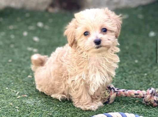 Sütlü Kahve Malti̇poo Bebekler