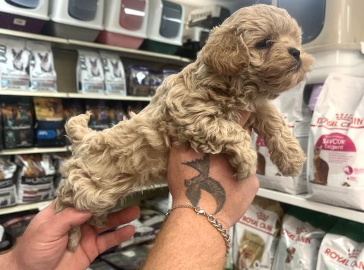 Gerçek F1 Maltipoo Show Kalite Bebekler görsel