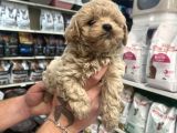 Gerçek F1 Maltipoo Show Kalite Bebekler
