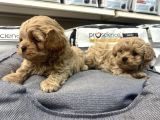 Gerçek F1 maltipoo show kalite bebekler