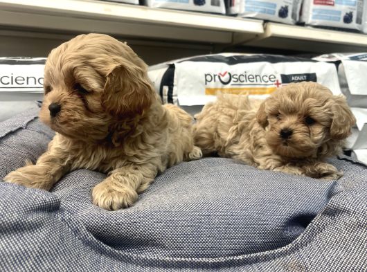 Gerçek F1 Maltipoo Show Kalite Bebekler
