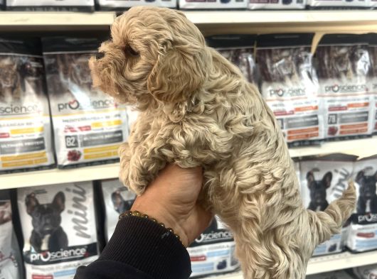 Gerçek F1 Maltipoo Show Kalite Bebekler görsel