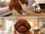 Kore Toy Poodle Yavrulari Ankaraa