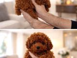 Kore Toy Poodle Yavrulari Ankaraa