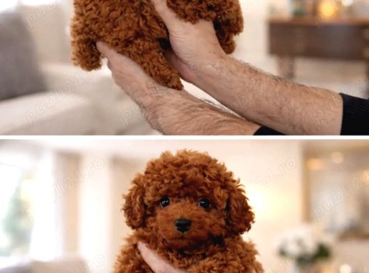Kore Toy Poodle Yavrulari Ankaraa görsel