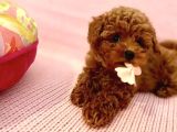 Kore Toy Poodle Yavrulari Ankaraa