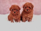 Kore Toy Poodle Yavrulari Ankaraa
