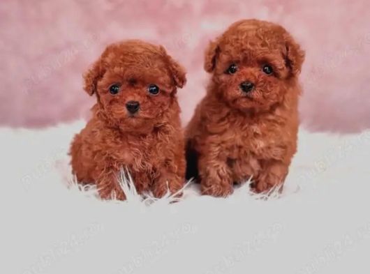 Kore Toy Poodle Yavrulari Ankaraa görsel