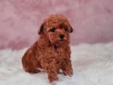 Kore Toy Poodle Yavrulari Ankaraa