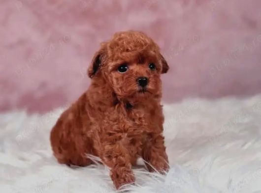 Kore Toy Poodle Yavrulari Ankaraa görsel