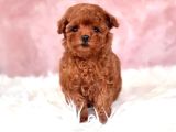 Kore Toy Poodle Yavrulari Ankaraa