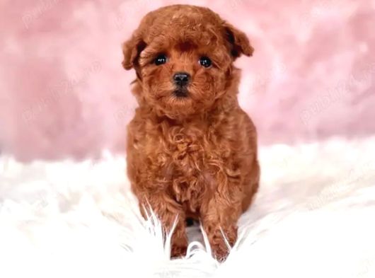 Kore Toy Poodle Yavrulari Ankaraa görsel