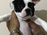 Yavru French Bulldog