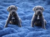Heybetli Koca Kafa Küt Burun Cane Corso Yavrular