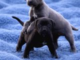 Heybetli Koca Kafa Küt Burun Cane Corso Yavrular