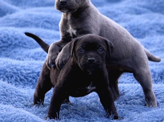 Heybetli Koca Kafa Küt Burun Cane Corso Yavrular görsel